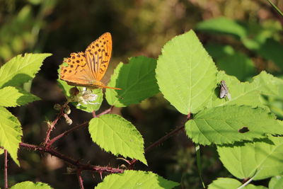 Close-up of butterfly pollinating on leaves