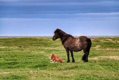 Horse grazing on field against sky