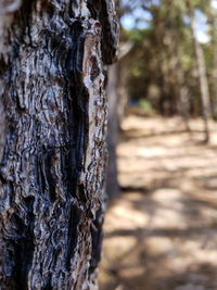 Close-up of tree trunk