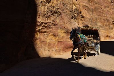 Horse carriage run through shadows and highlights at bab al siq alley, petra