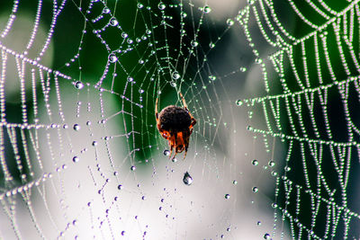 Close-up of spider on web