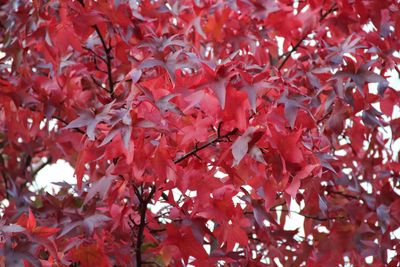 Close-up of red maple leaves on tree