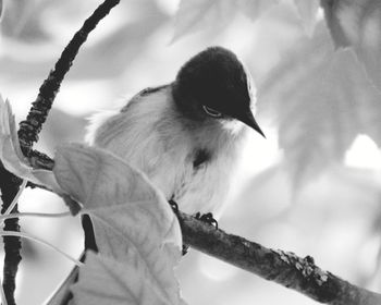 Low angle view of bird perching on branch