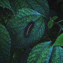 Close-up of leaves