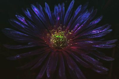 Close-up of flower over black background