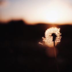 Close-up of dandelion flower