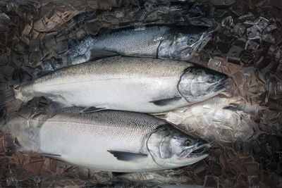 Close-up of fish for sale