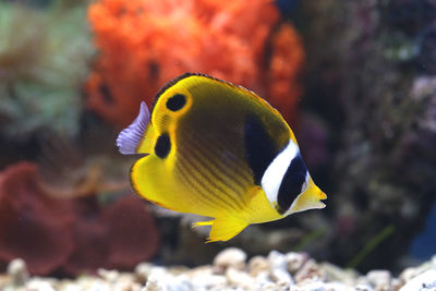 Close-up of fish swimming in sea