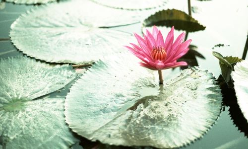 Close-up of lotus water lily in pond