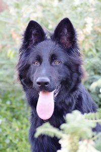 Close-up portrait of black dog