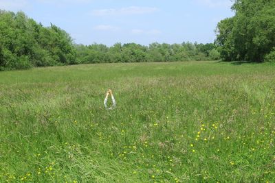 View of bird on field