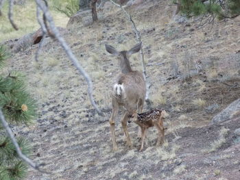 Deer standing on field in forest