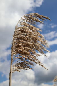 Low angle view of plant against sky