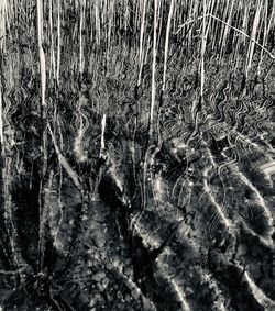 Full frame shot of plants in water