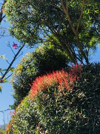 Close-up of red flowering plant in park