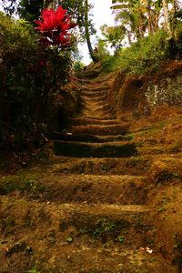 Footpath amidst trees in forest