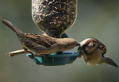 Fight on the feeder