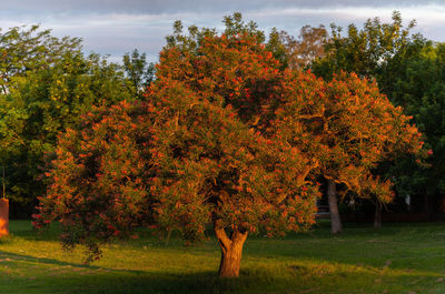 Trees in park during autumn