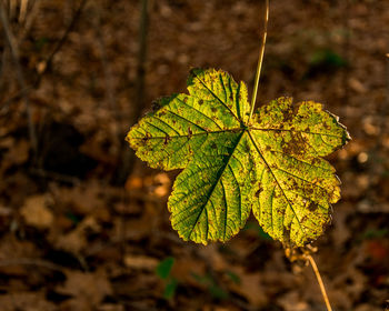 Close-up of leaf