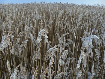 Close-up of wheat field