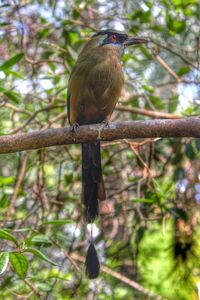 Bird perching on branch