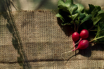 Bunch of radishes on sacking food. copy space with shadows. organic, healthy snack 