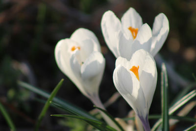 Close-up of white crocus flowers growing on field