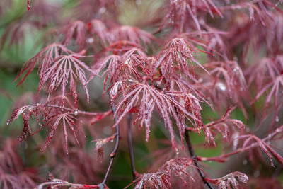 Close-up of pink flowers