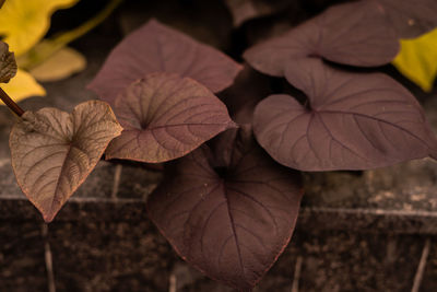 Close-up of autumnal leaves