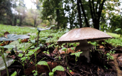 Close-up of mushroom growing in forest