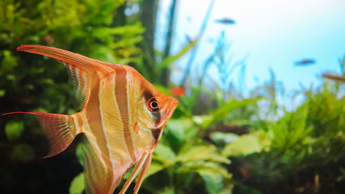 Close-up of fish swimming underwater