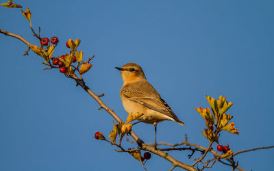 Low angle view of bird perching on tree against sky
