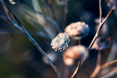 Close-up of dried plant