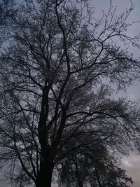 Low angle view of tree against sky