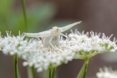 Close-up of white spider on white flower