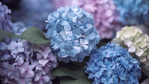 Close-up of fresh purple hydrangea