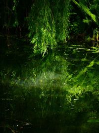 Scenic view of lake in forest