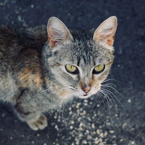 Beautiful stray cat portrait in the street