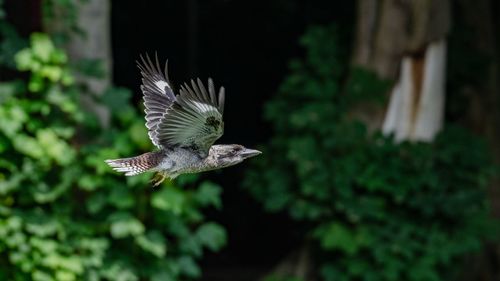 Butterfly flying