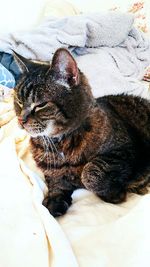 Close-up of a cat lying on bed