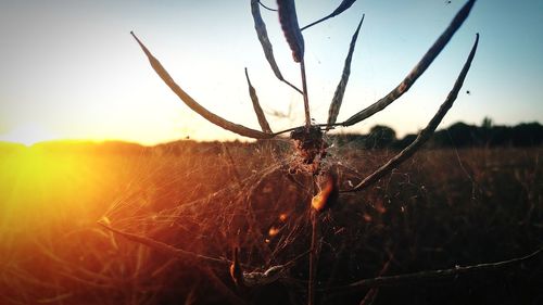 Close-up of plant on field against sky during sunset