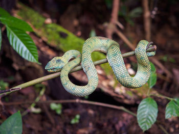 Close-up of snake on branch