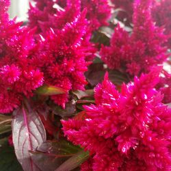 Close-up of fresh red flowers blooming outdoors