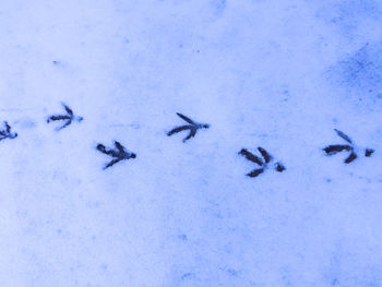 Close-up of birds on snow