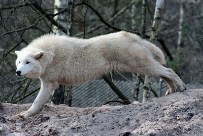 Side view of a dog on field