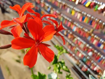 Close-up of red flowers blooming outdoors