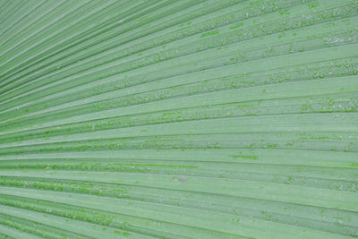 Full frame shot of palm leaf