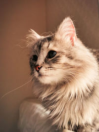 Close-up portrait of a cat