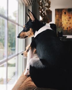 Dogs looking out the window