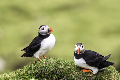 Close-up of birds perching on plant